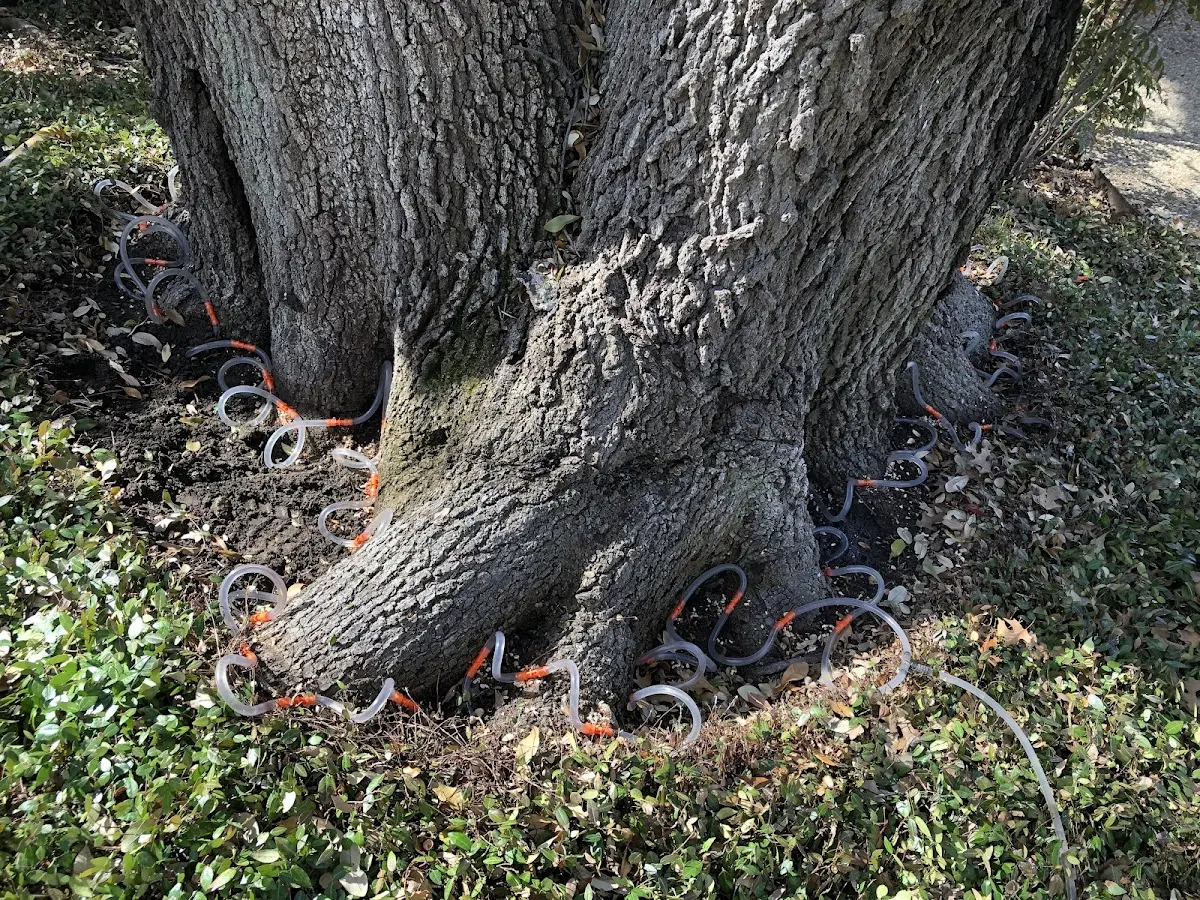 Detailed Tree Cabling and Bracing job site in East Brady