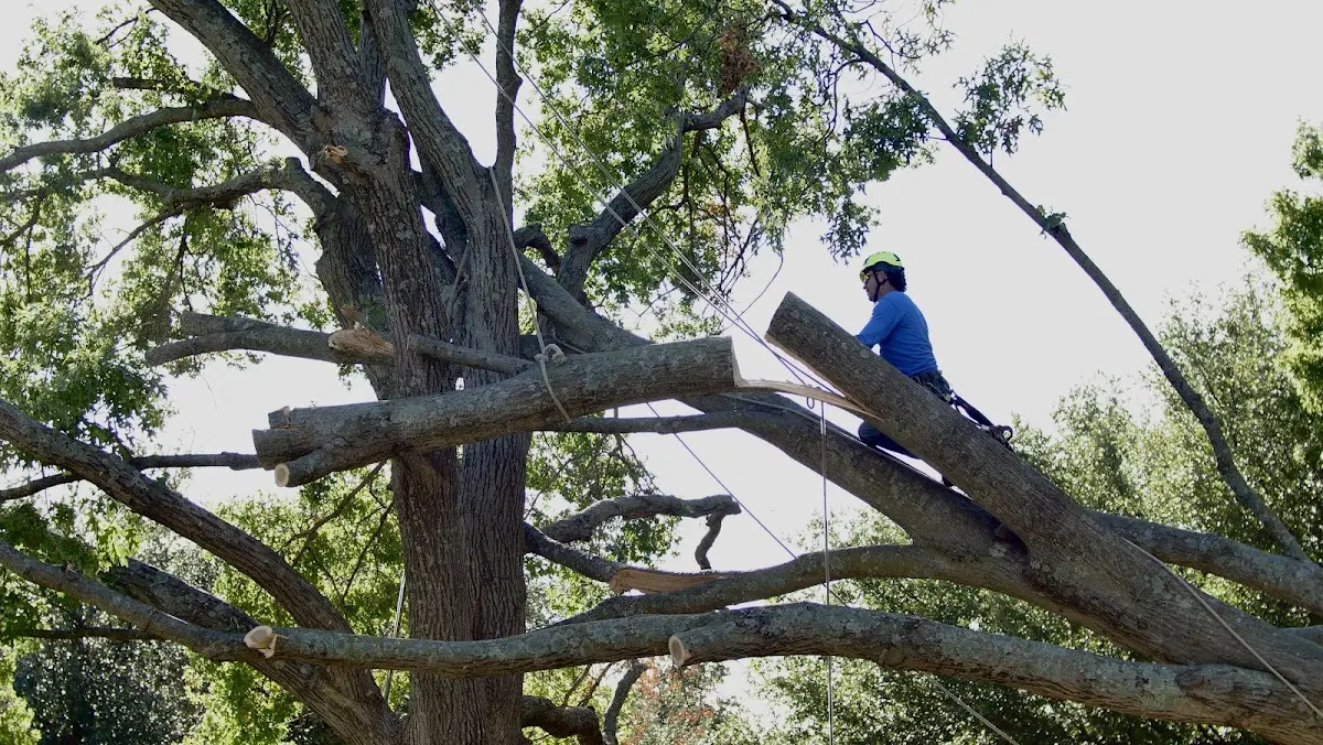 Professional Crown Thinning performed by certified arborists in East Brady